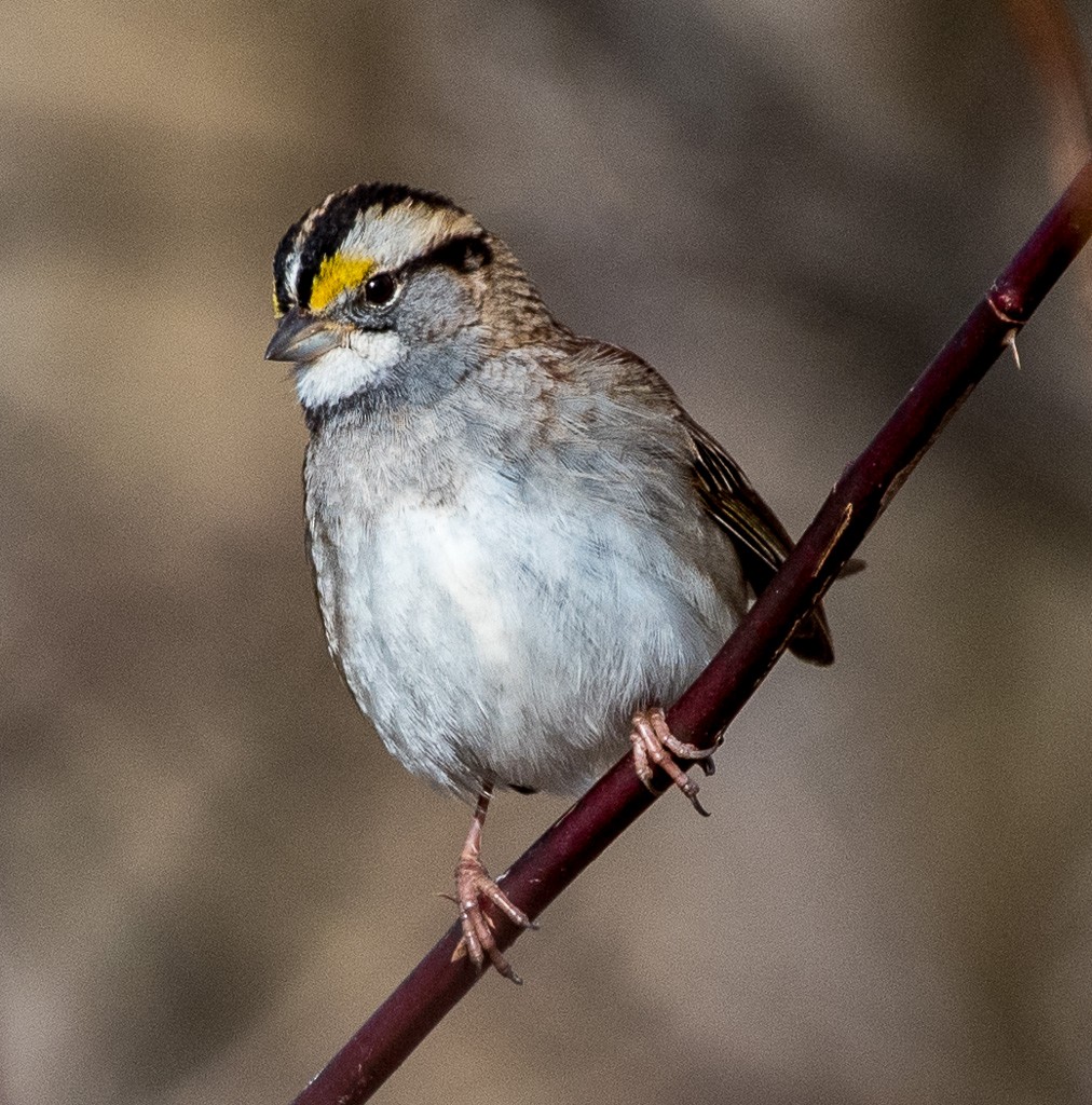 White-throated Sparrow - Gregg Petersen