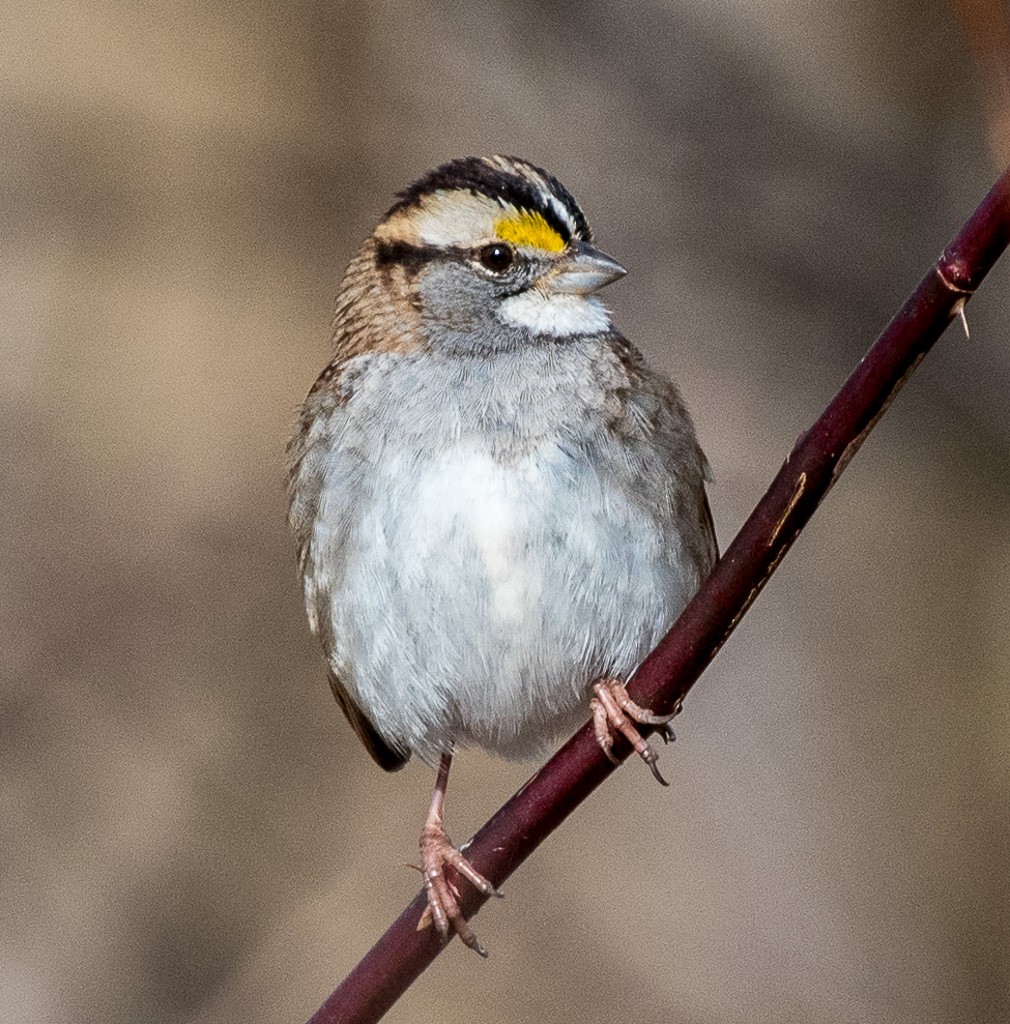 White-throated Sparrow - Gregg Petersen