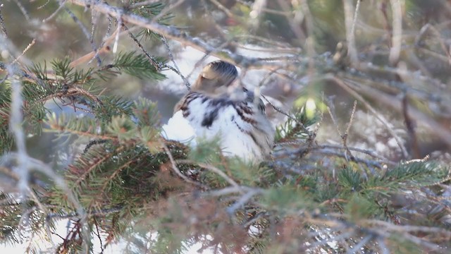 Harris's Sparrow - ML405106931