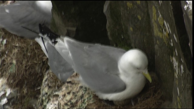 Black-legged Kittiwake (tridactyla) - ML405107