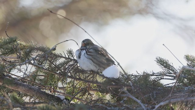 Harris's Sparrow - ML405107101