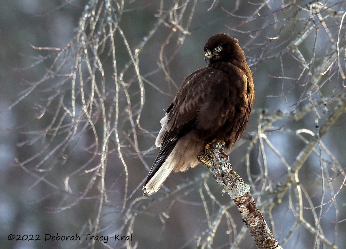 Rough-legged Hawk - Deborah Kral