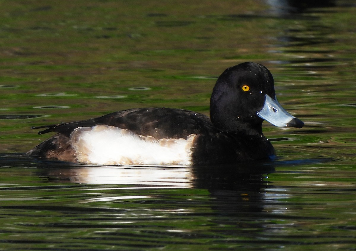 Tufted Duck - Teale Fristoe