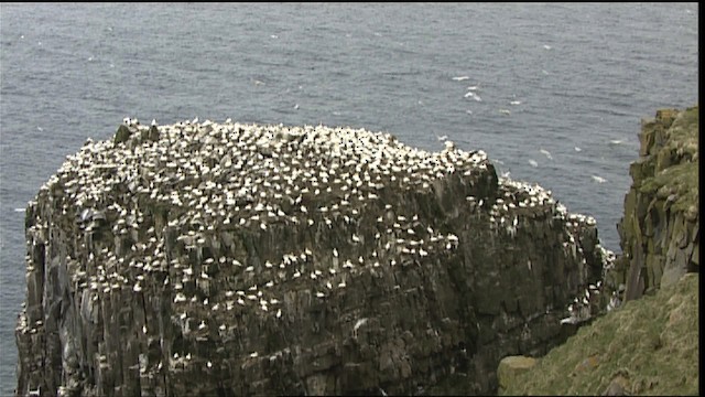 Northern Gannet - ML405108