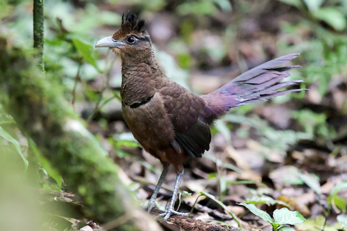 Rufous-vented Ground-Cuckoo - ML405108131