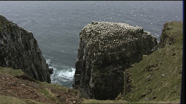 Northern Gannet - ML405109