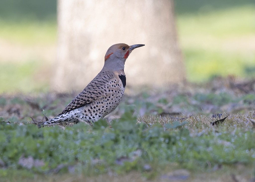 Northern Flicker (Yellow-shafted x Red-shafted) - ML405109291