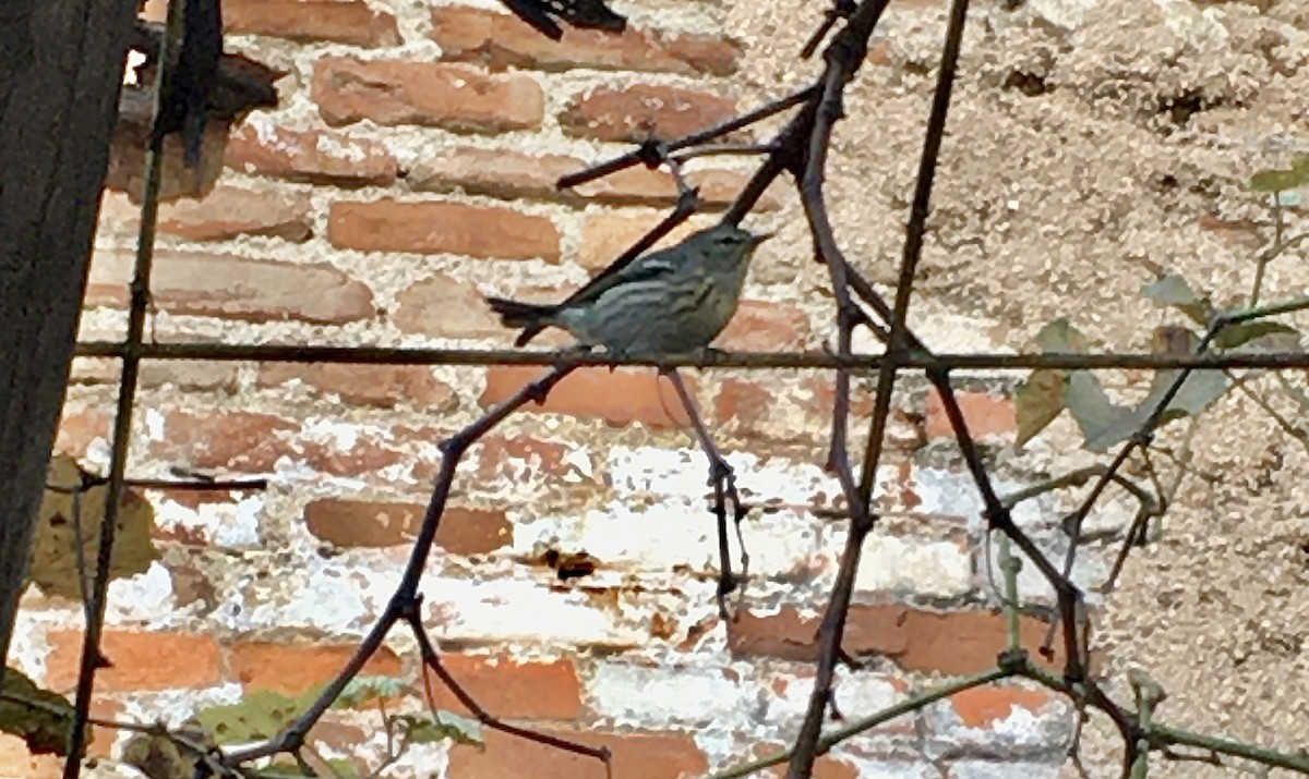 Cape May Warbler - ML405109351