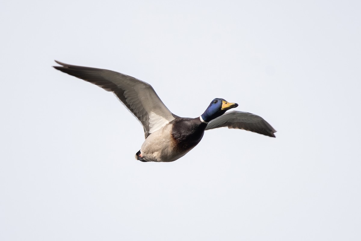 Mallard - ML405109771