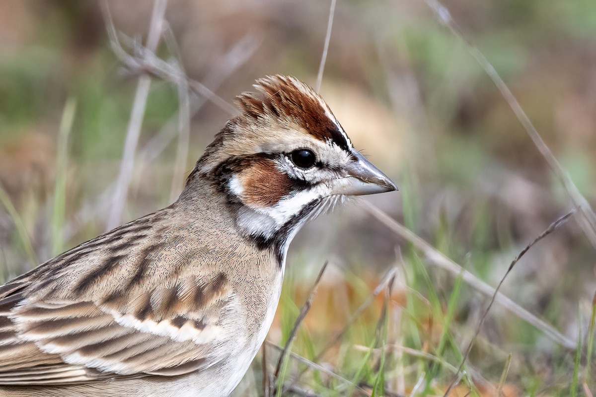 Lark Sparrow - ML405110091