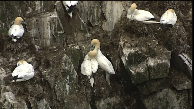 Northern Gannet - ML405111