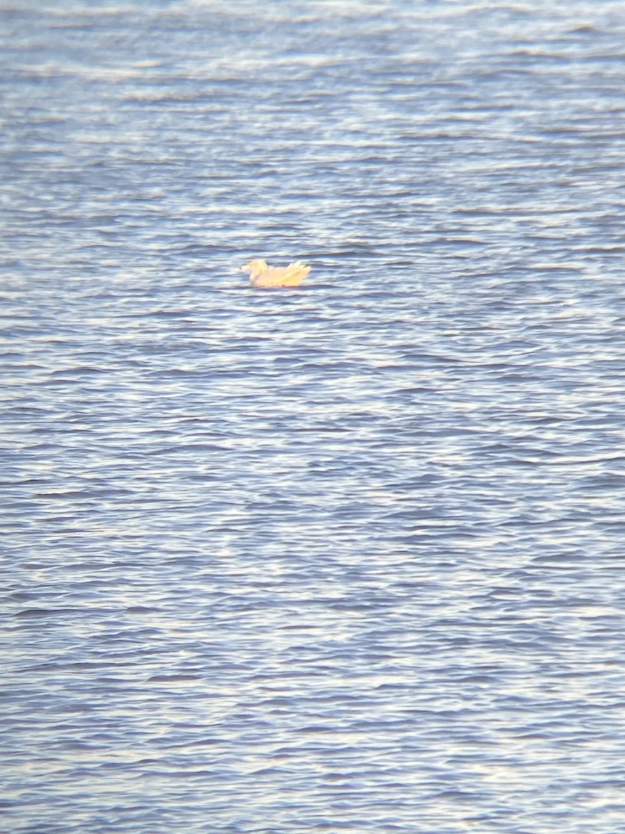 Glaucous Gull - ML405111951