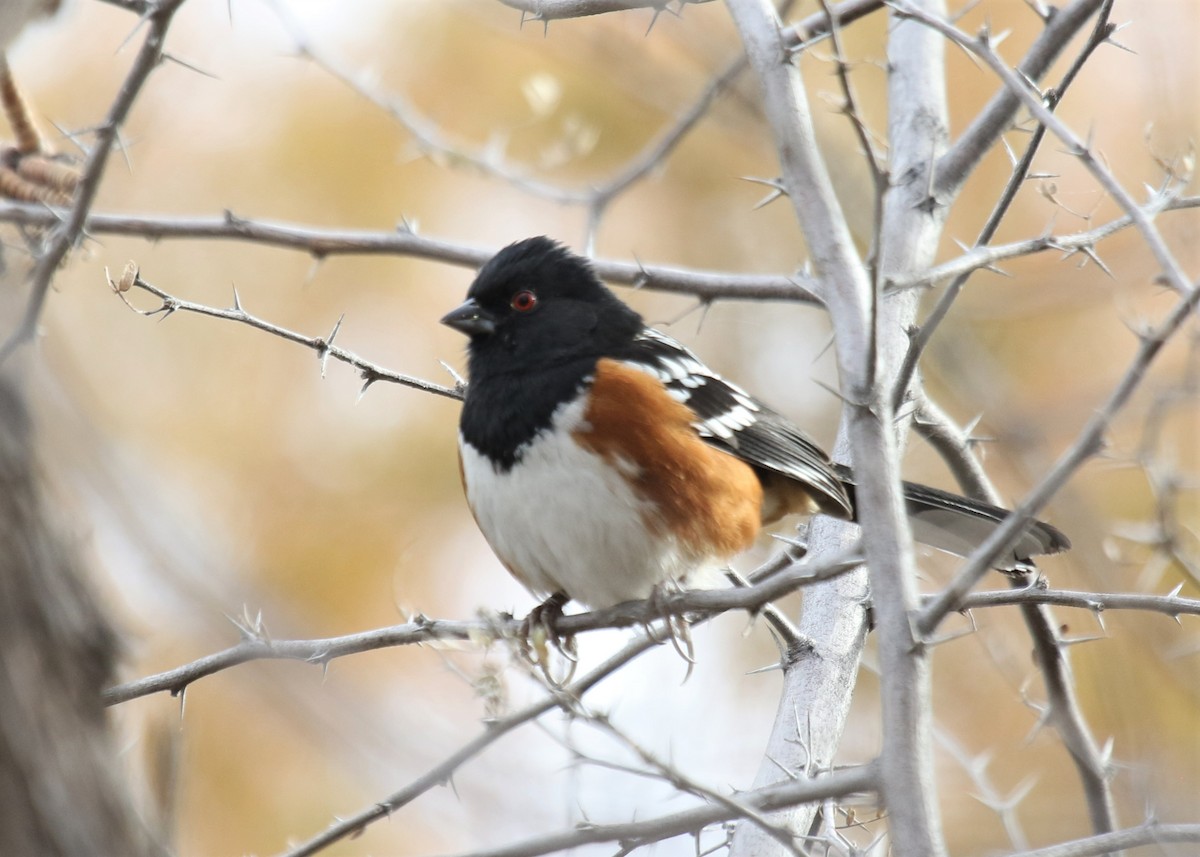 Spotted Towhee - ML405115661