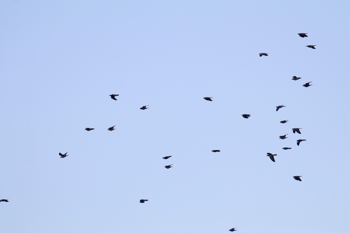 holub hřivnáč - ML405116351