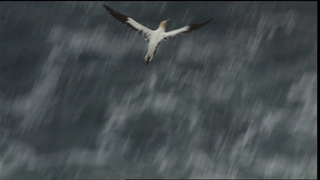 Northern Gannet - ML405117