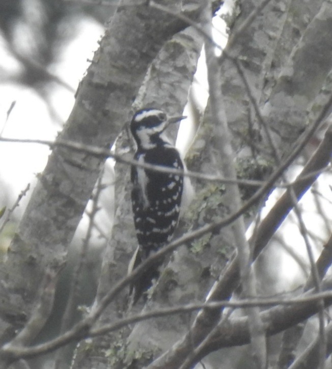 Hairy Woodpecker - Daniel Goyer