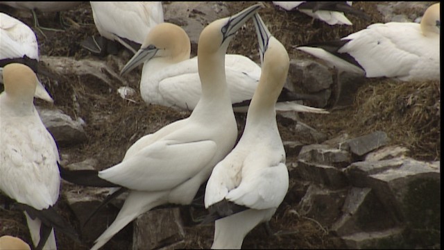 Northern Gannet - ML405118