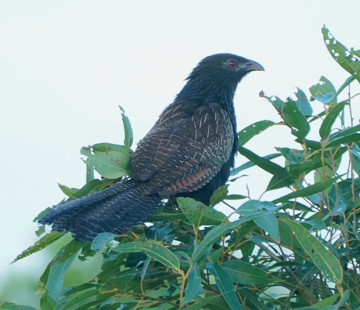 Pheasant Coucal - ML405118181