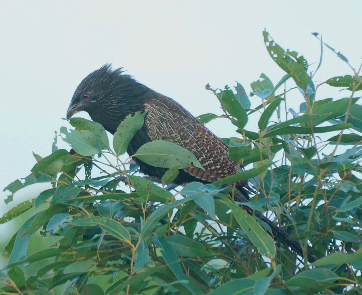 Pheasant Coucal - ML405118211