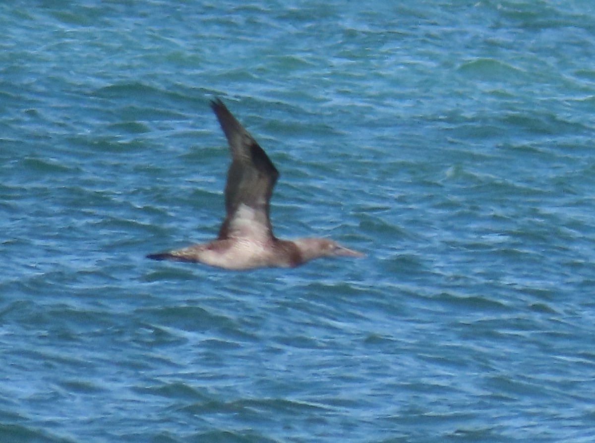 Northern Gannet - ML405118811