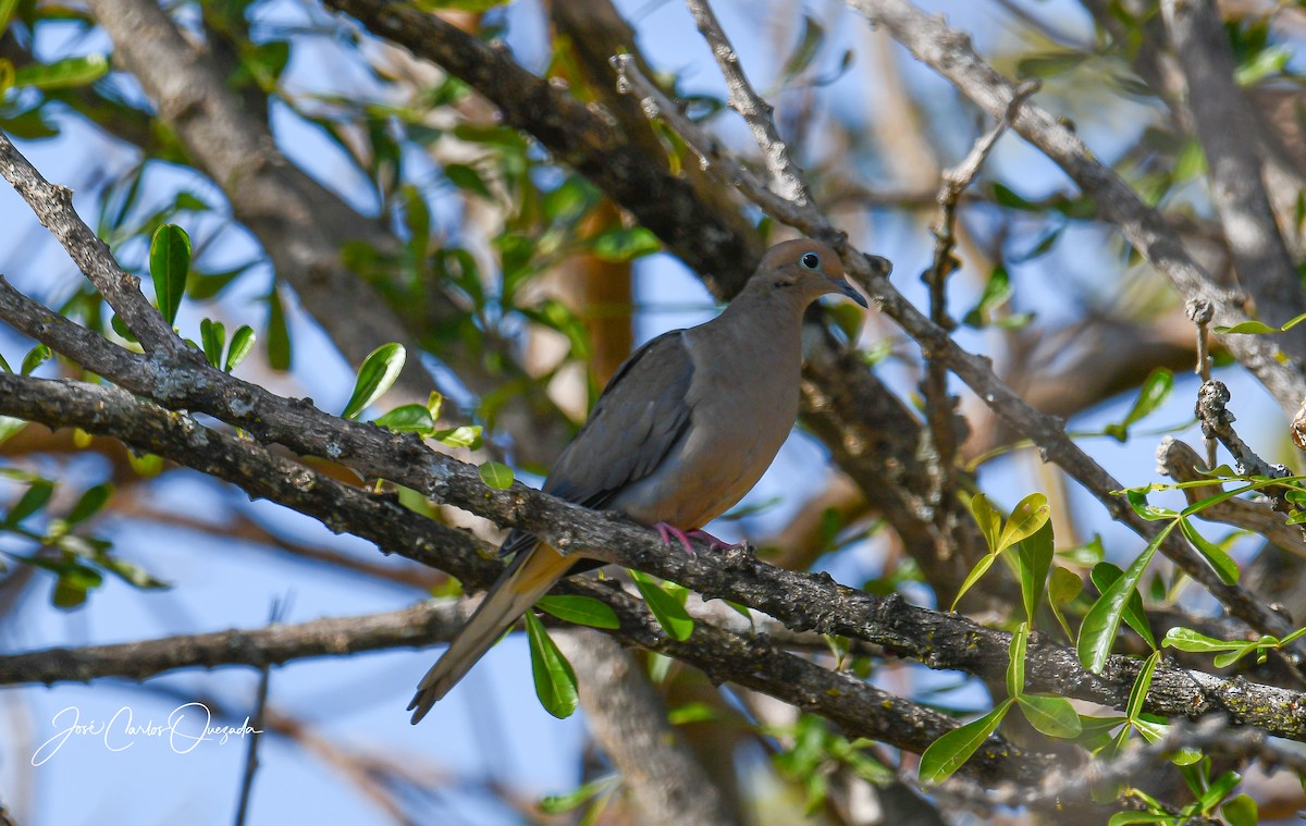 Mourning Dove - ML405119871