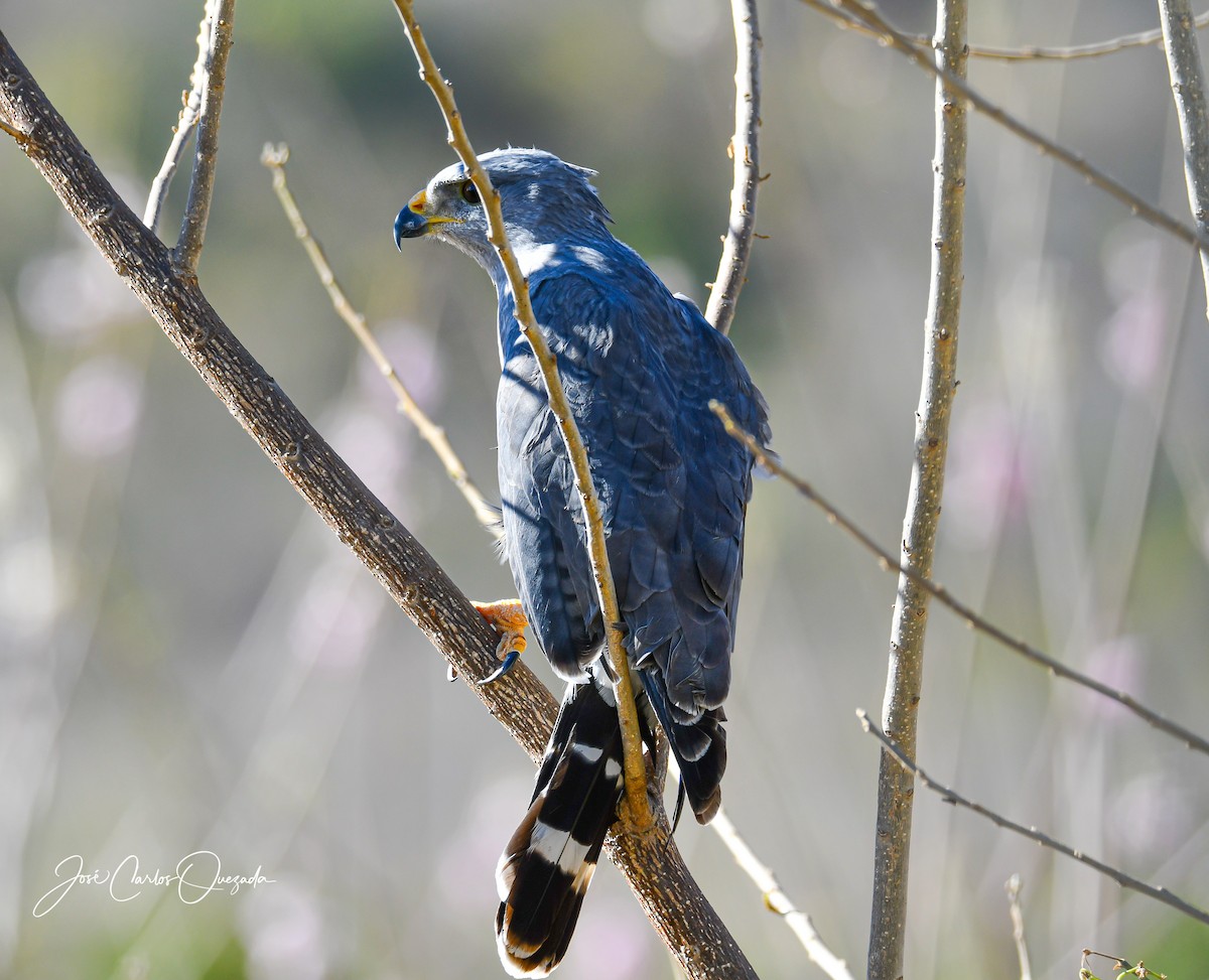 Gray Hawk - ML405120361