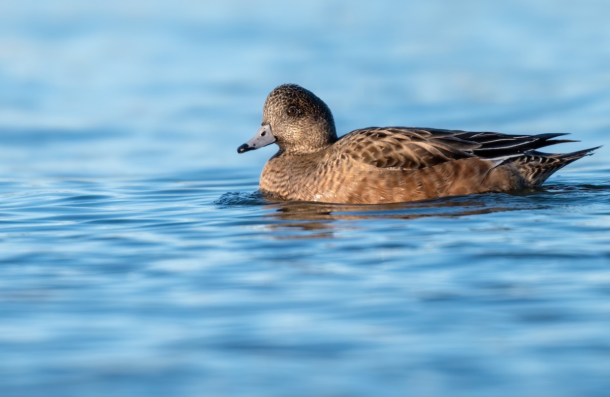 American Wigeon - Matthew Addicks