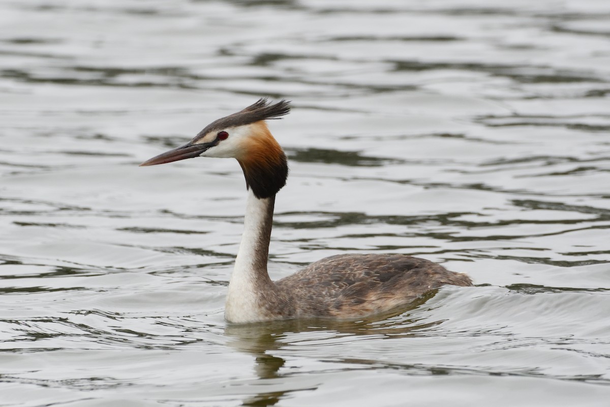 Great Crested Grebe - Ian Melbourne