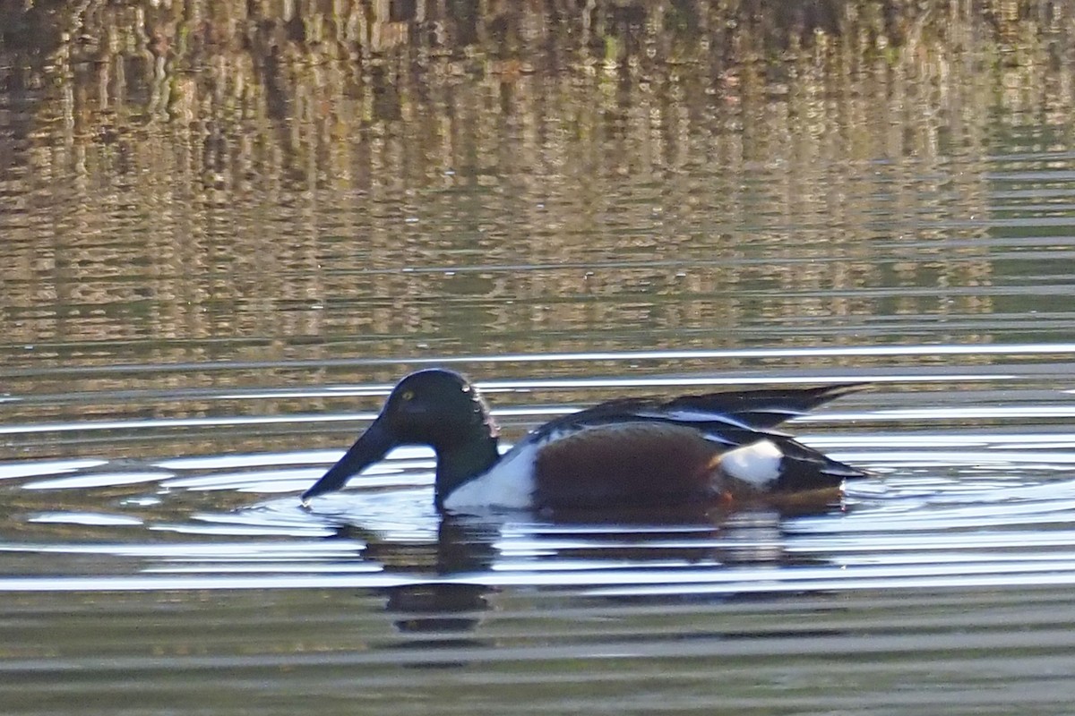 Northern Shoveler - ML405122041