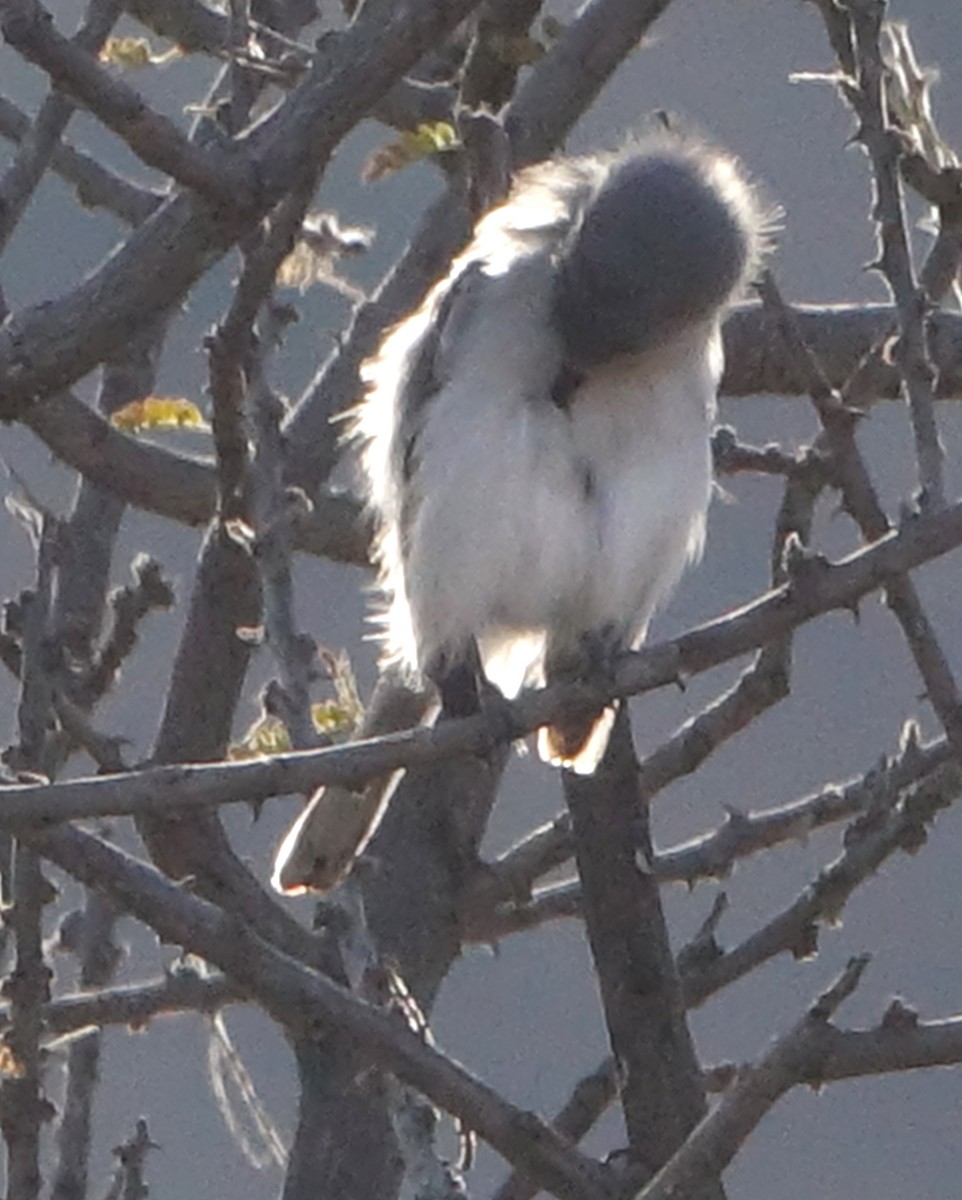 Blue-gray Gnatcatcher - ML405122101