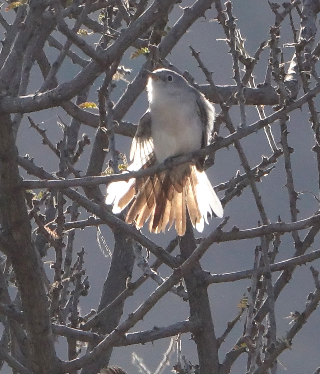 Blue-gray Gnatcatcher - ML405122261