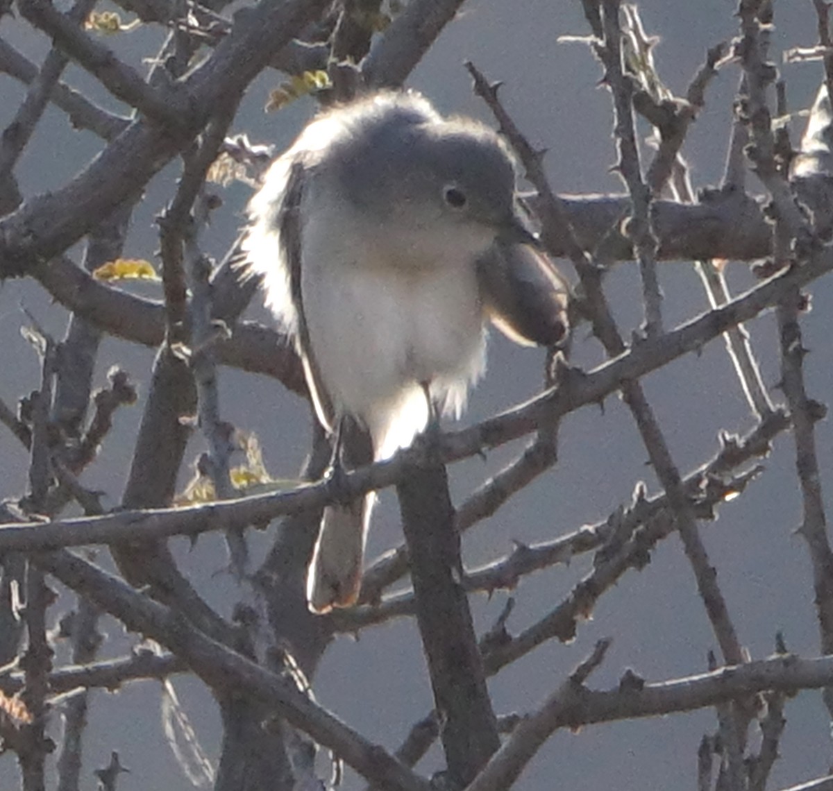 Blue-gray Gnatcatcher - ML405122281