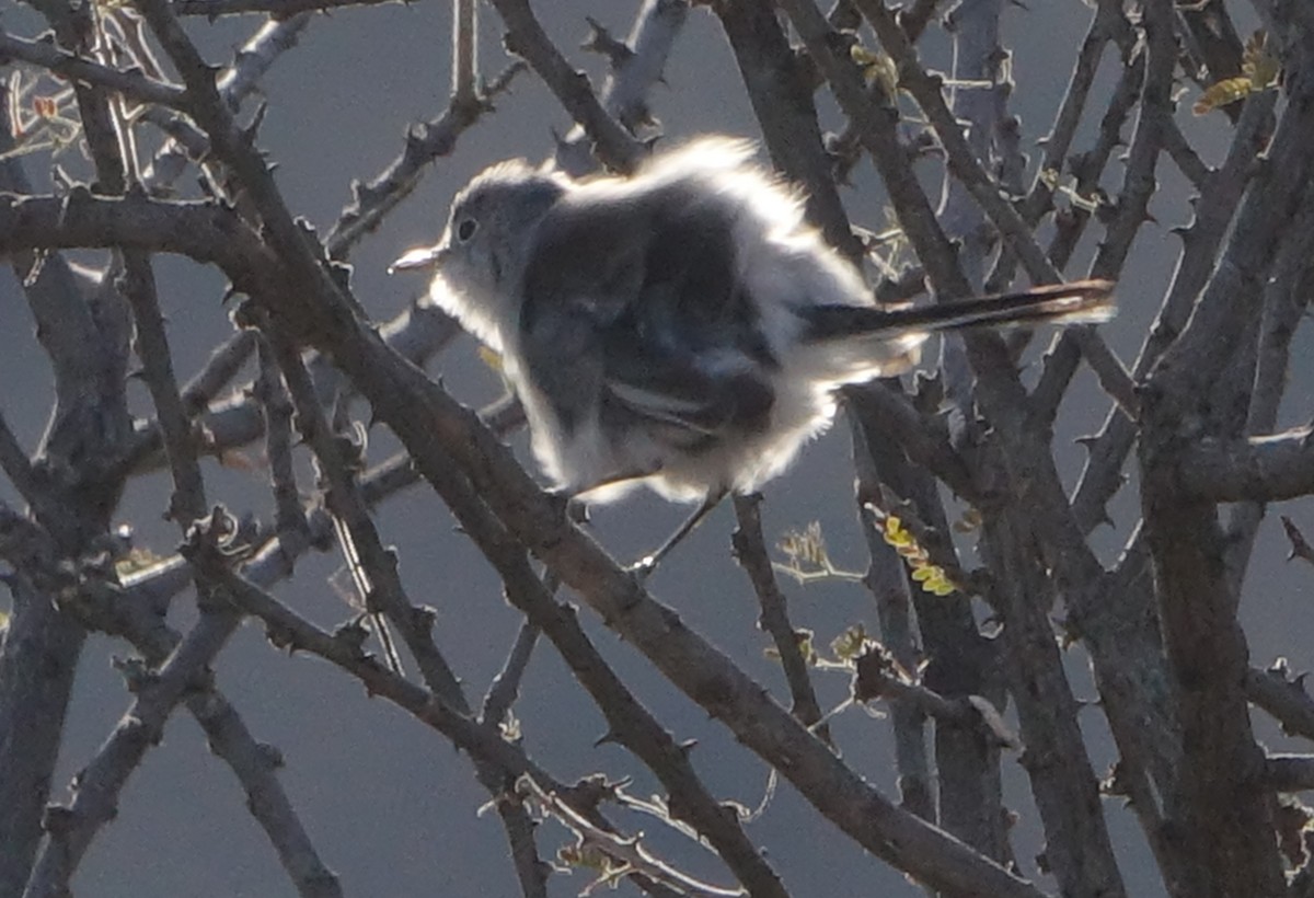 Blue-gray Gnatcatcher - ML405122301