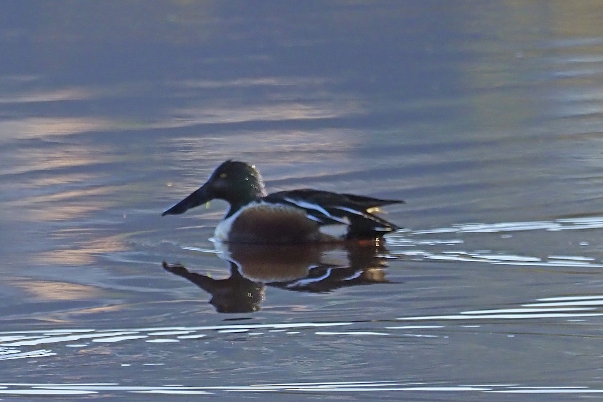 Northern Shoveler - Donna Pomeroy