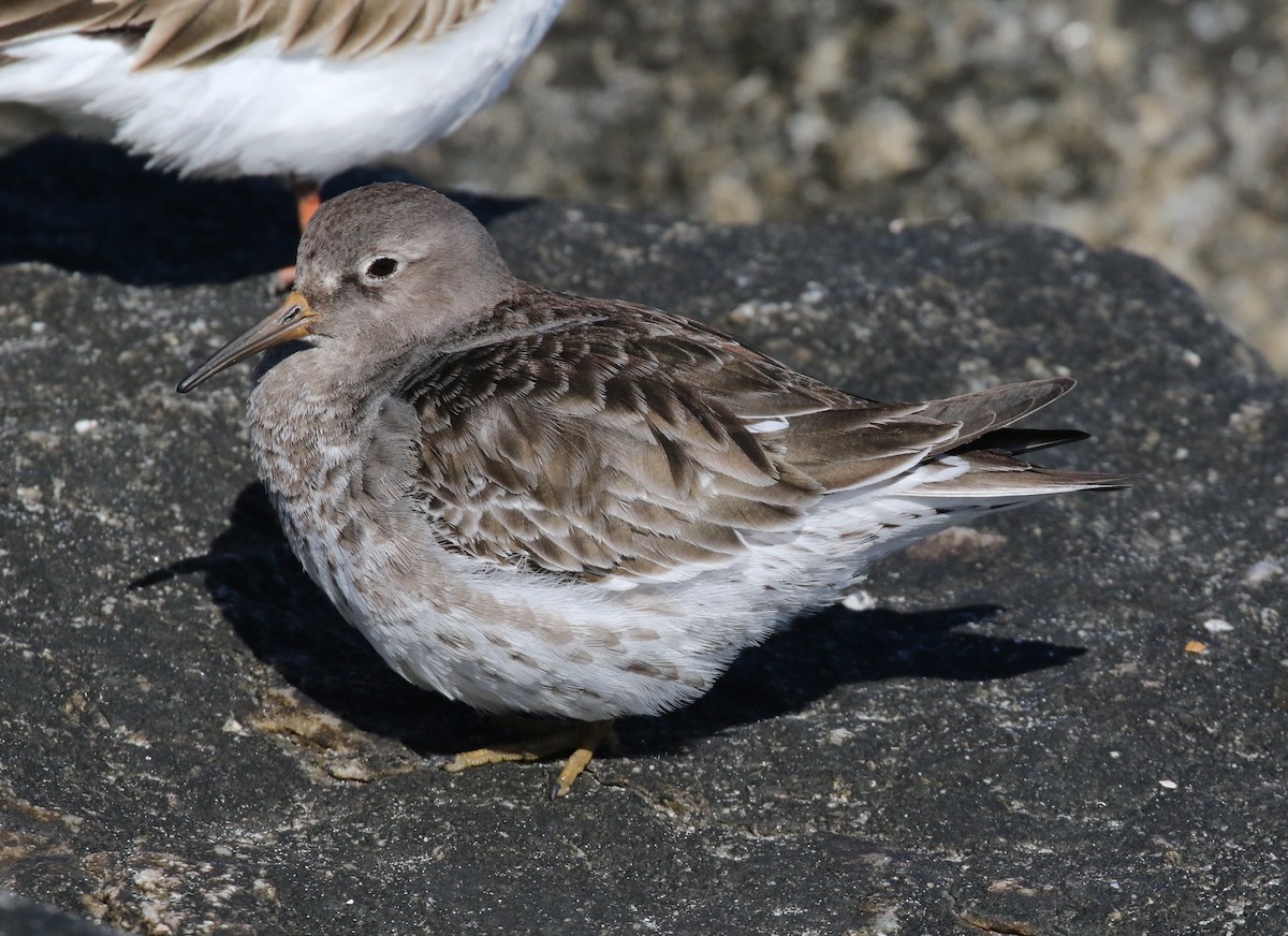 Purple Sandpiper - Steve Calver