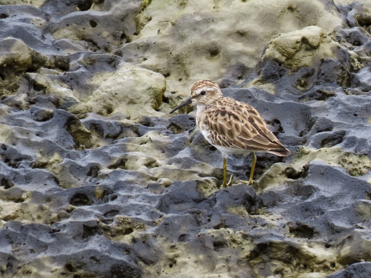 Least Sandpiper - Daniel Arias-Cruzatty