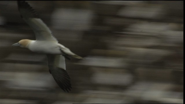 Northern Gannet - ML405125