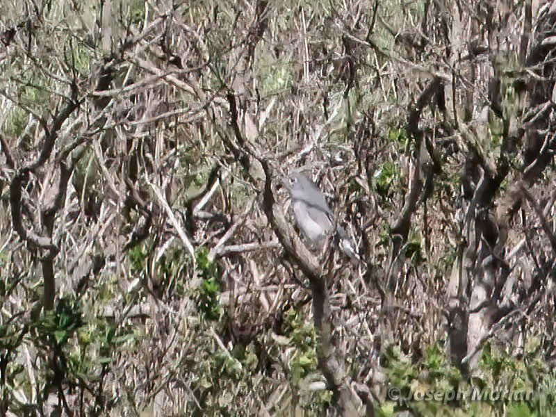 Blue-gray Gnatcatcher - ML405126481