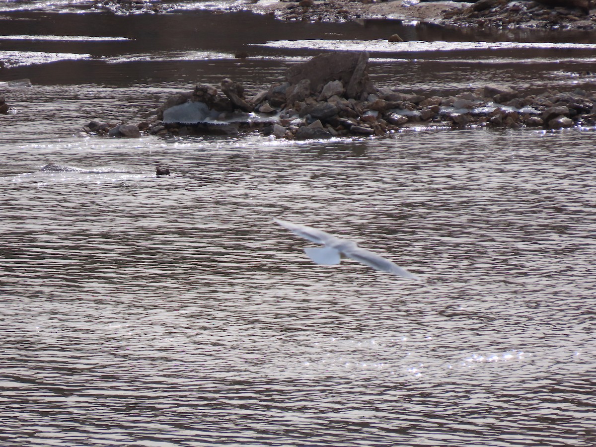 Iceland Gull - ML405127791