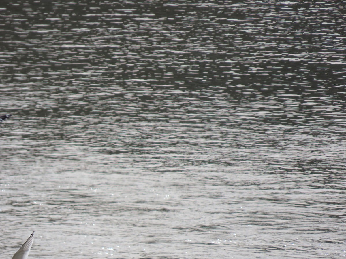 Iceland Gull - ML405127841