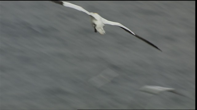 Northern Gannet - ML405128