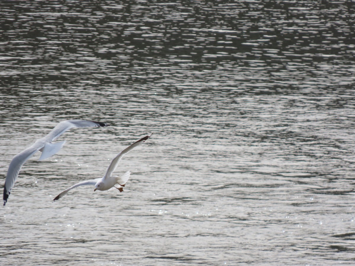 Ring-billed Gull - ML405128061