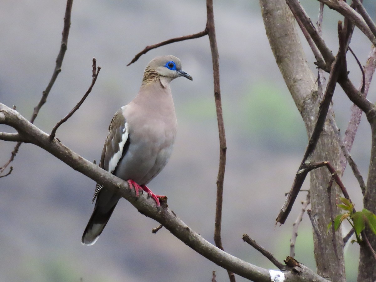 West Peruvian Dove - ML405128701