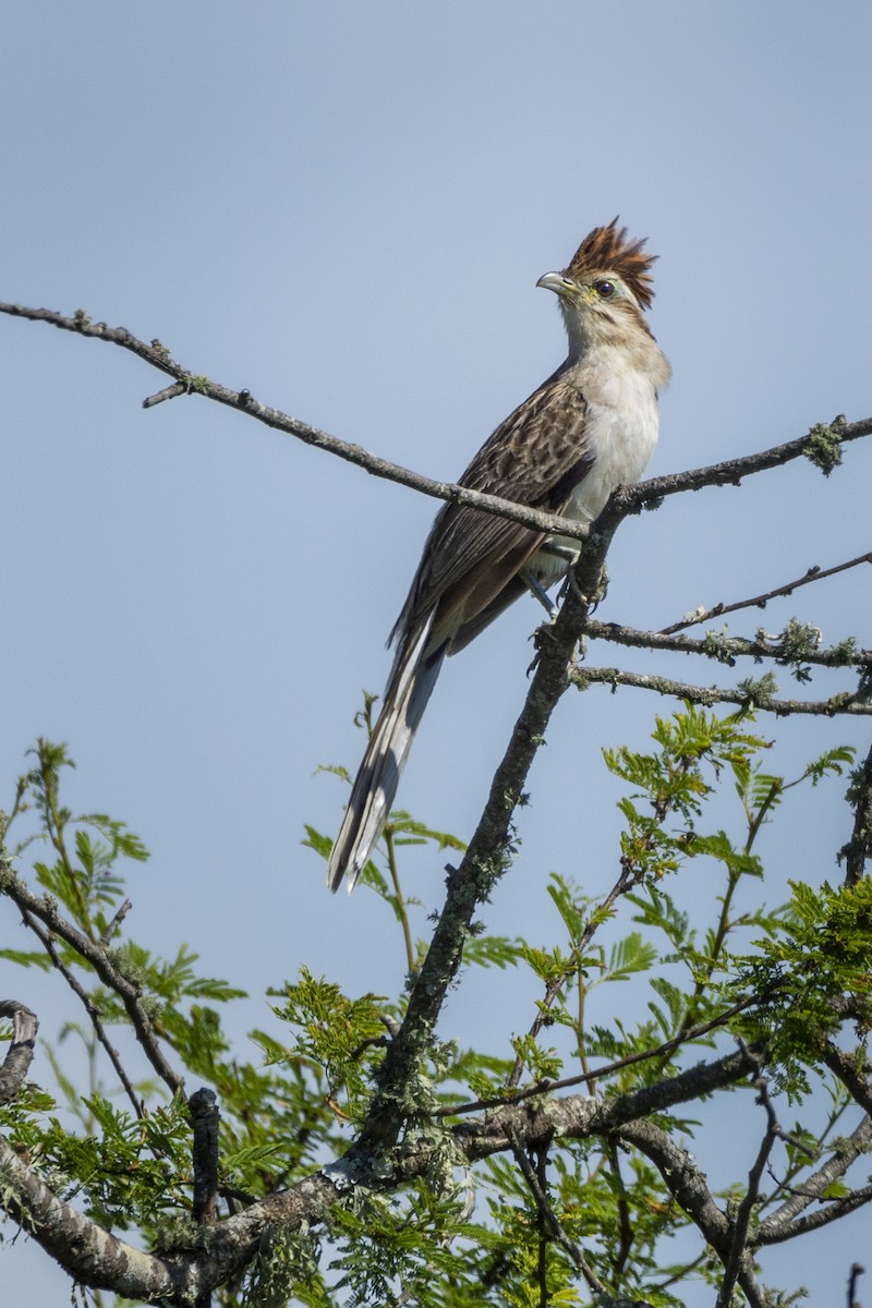 Striped Cuckoo - ADRIAN GRILLI