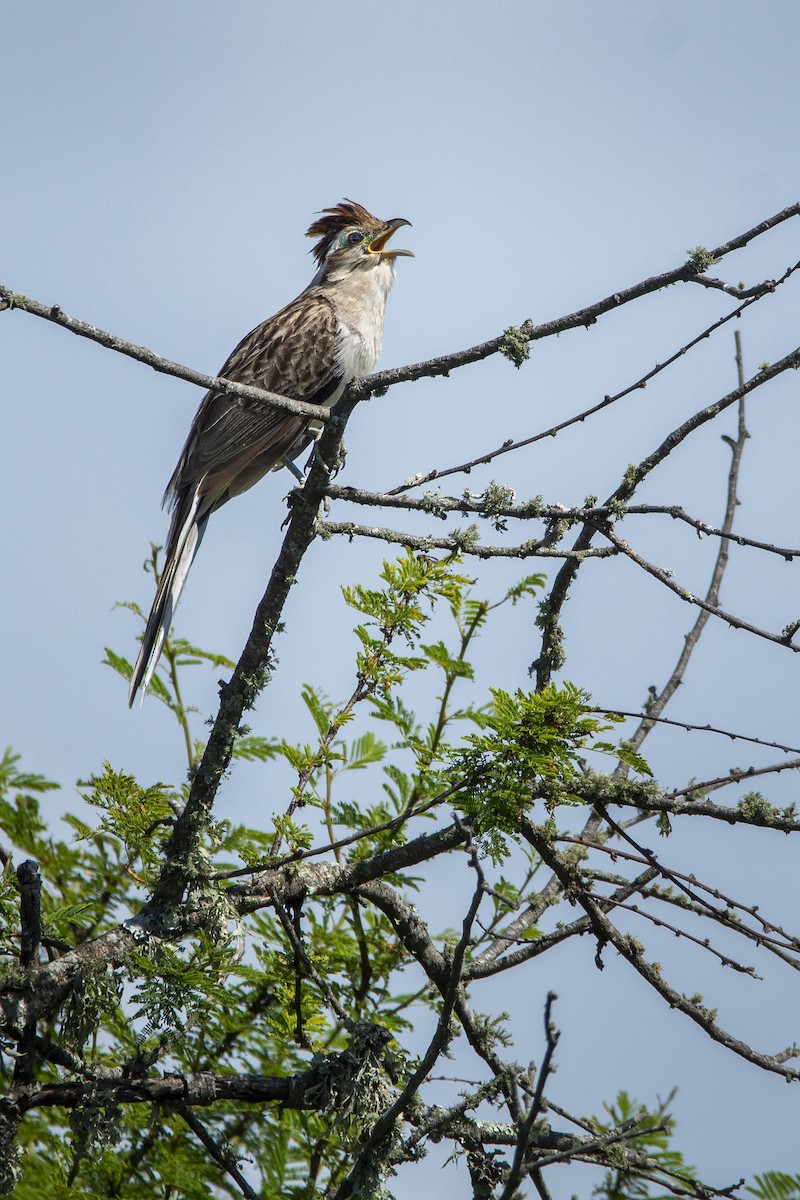 Striped Cuckoo - ADRIAN GRILLI