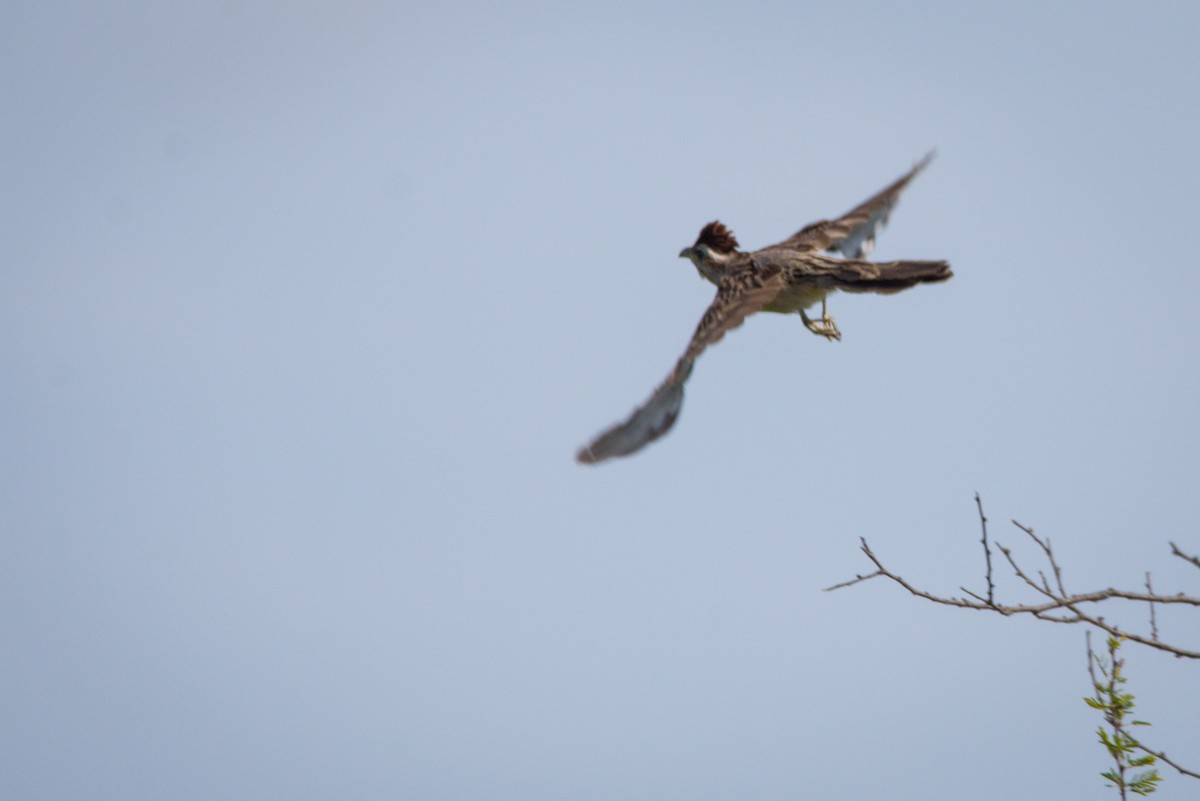 Striped Cuckoo - ML405130661