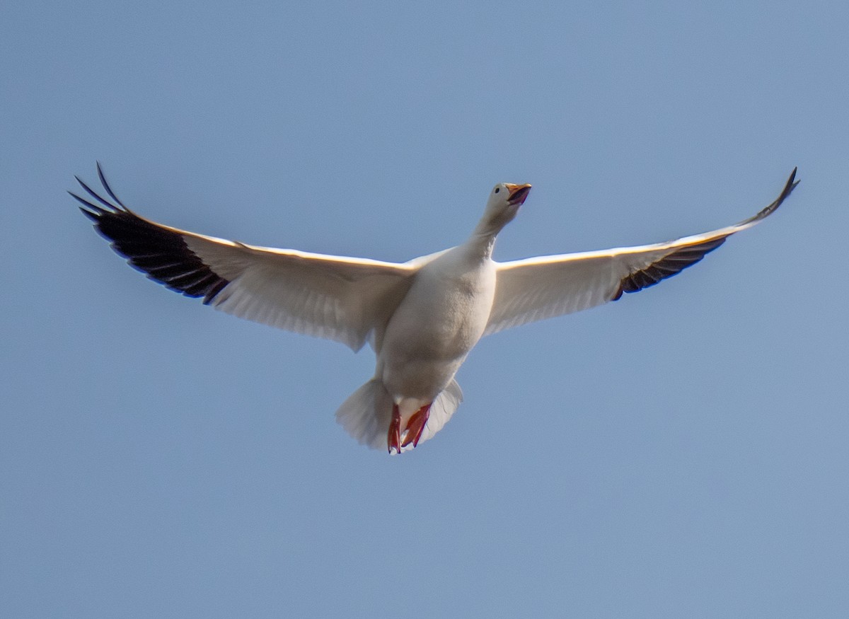 Snow Goose - ML405130861