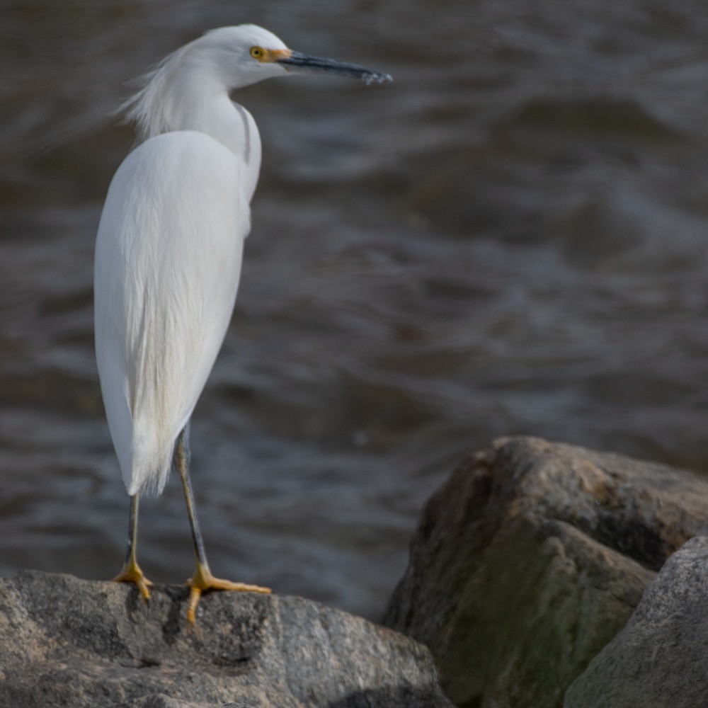 Snowy Egret - ML405131491