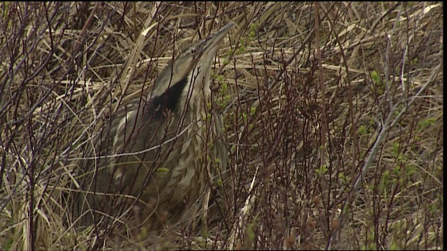 American Bittern - ML405132