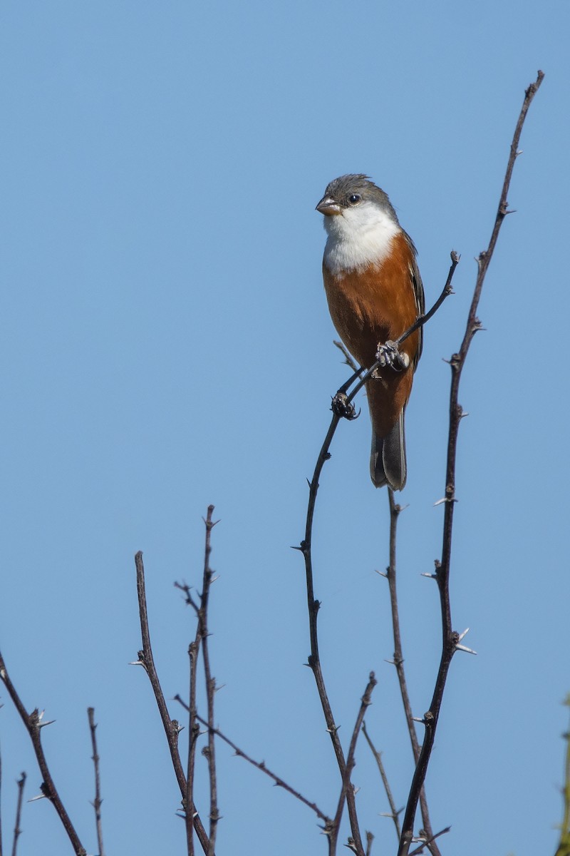 Marsh Seedeater - ML405132151